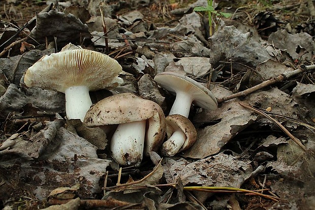 plávka Russula sp.