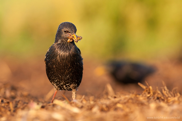 škorec lesklý Sturnus vulgaris