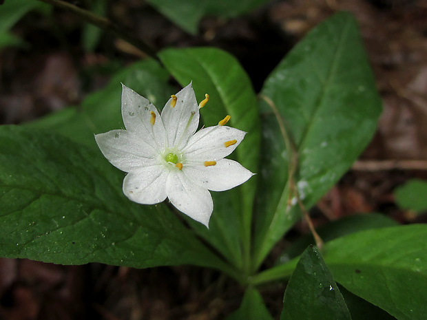 sedmokvietok európsky Trientalis europaea L.