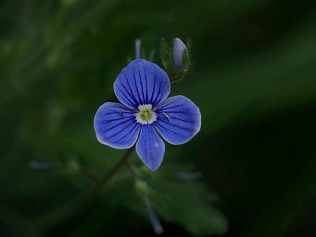 veronika Veronica sp.