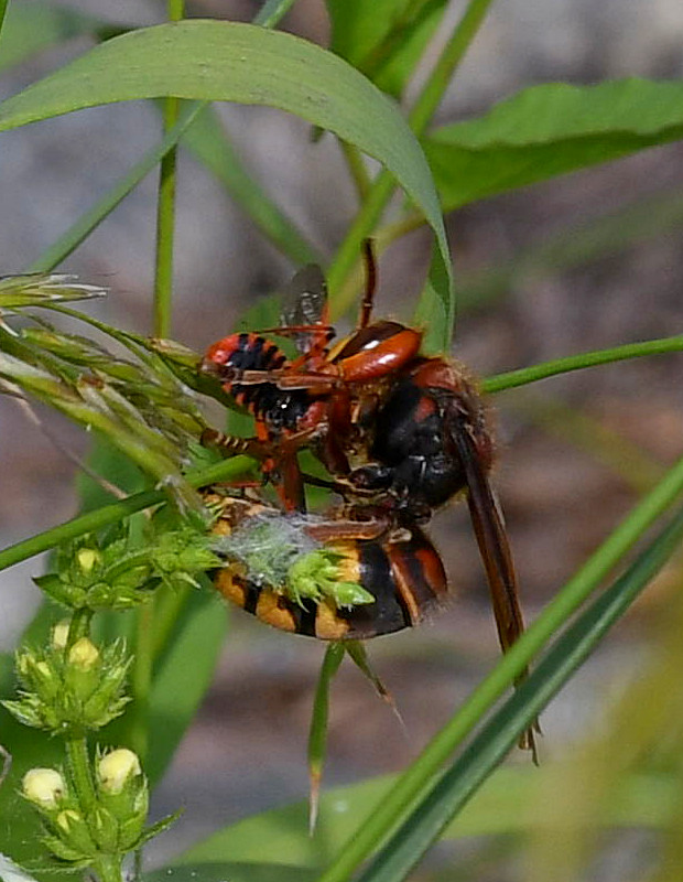 sršeň obyčajný Vespa crabro