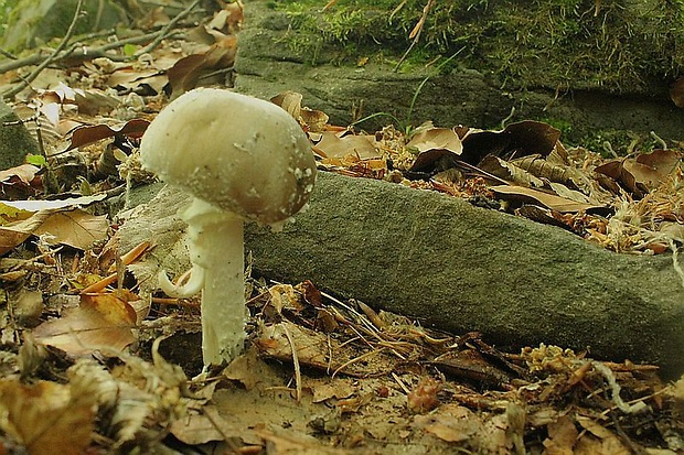 muchotrávka Amanita sp.