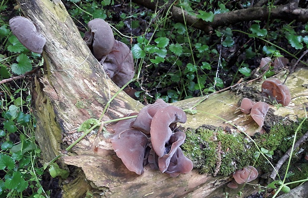 uchovec bazový Auricularia auricula-judae (Bull.) Quél.