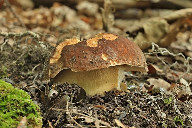 hríb sosnový Boletus pinophilus Pil. et Dermek in Pil.