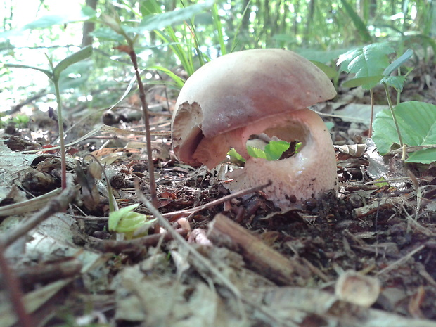 hríb sosnový Boletus pinophilus Pil. et Dermek in Pil.