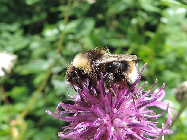 čmeľa / pačmelák český Bombus (Psithyrus) bohemicus Seidl, 1838