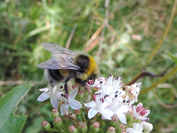 čmeľa / pačmelák lesní Bombus (Psithyrus) sylvestris Lepeletier, 1832