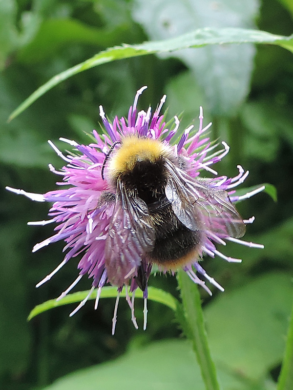 čmeľ lúčny / čmelák luční Bombus (Pyrobombus) pratorum Linnaeus, 1761