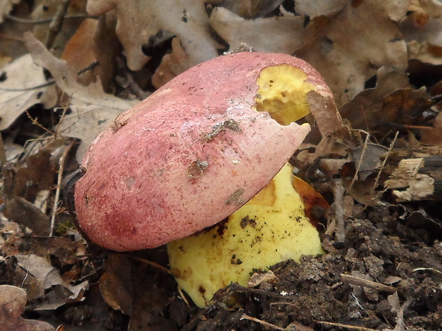 hríb kráľovský Butyriboletus regius (Krombh.) D. Arora & J.L. Frank