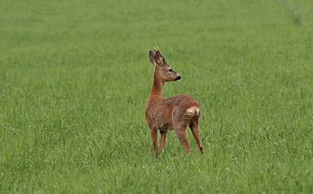 srnec lesný Capreolus capreolus