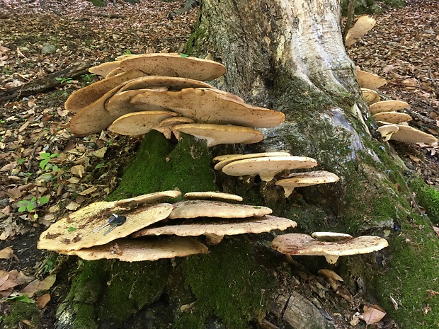 trúdnik šupinatý Cerioporus squamosus (Huds.) Quél.