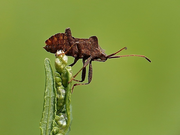 obrubnica štiavová Coreus marginatus