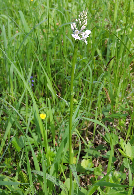 vstavačovec fuchsov soóov Dactylorhiza fuchsii subsp. sooana (Borsos) Borsos