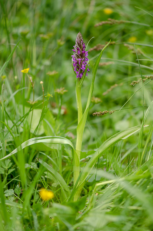 vstavačovec strmolistý pravý Dactylorhiza incarnata subsp. incarnata (L.) Soó