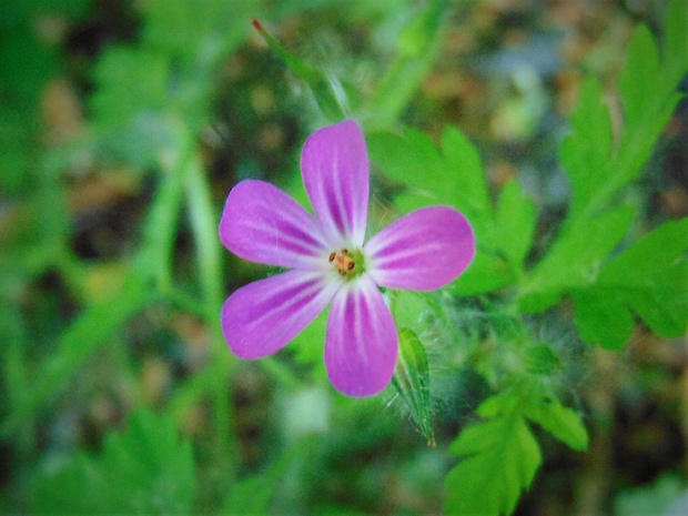 pakost smradľavý Geranium robertianum L.