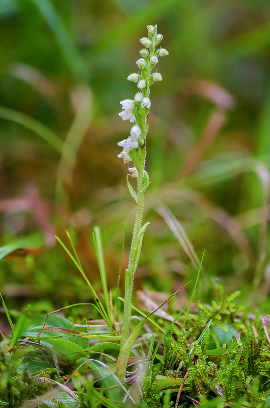 smrečinovec plazivý Goodyera repens (L.) R. Br.