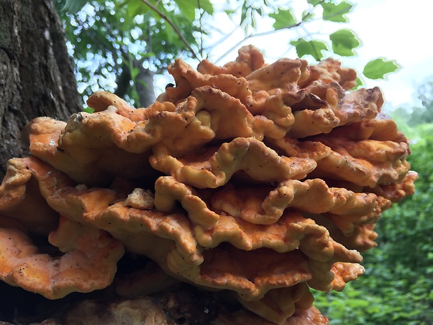 sírovec obyčajný Laetiporus sulphureus (Bull.) Murrill