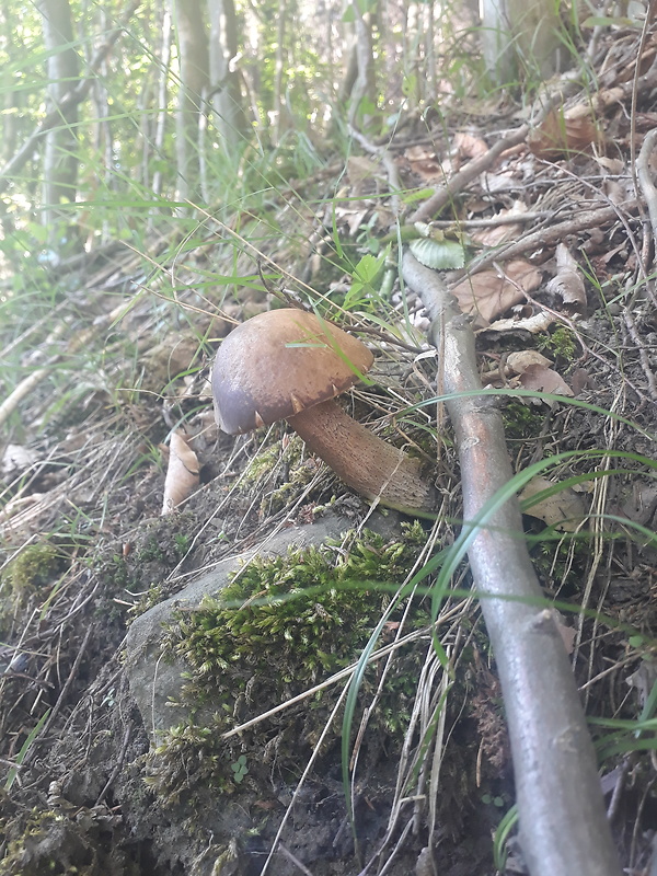 kozák Leccinum aerugineum (Fr.) Lannoy & Estadès