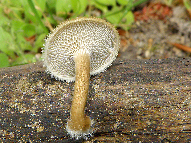 trúdnik plástovitý Lentinus arcularius (Batsch) Zmitr.