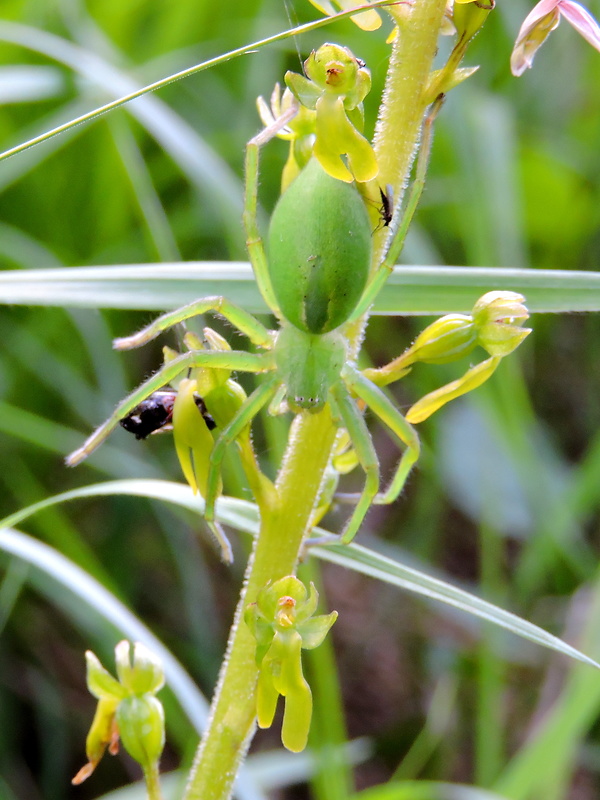 osemočko smaragdové  Micrommata virescens