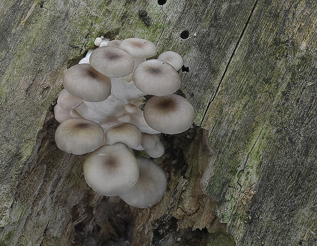 hliva lievikovitá Pleurotus cornucopiae (Paulet) Rolland