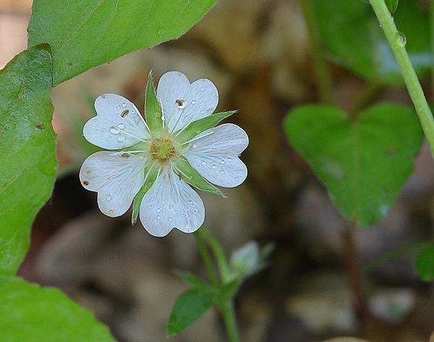 nátržník biely Potentilla alba L.