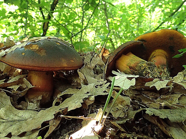 hríb zrnitohlúbikový Sutorius luridiformis (Rostk.) G. Wu & Zhu L. Yang