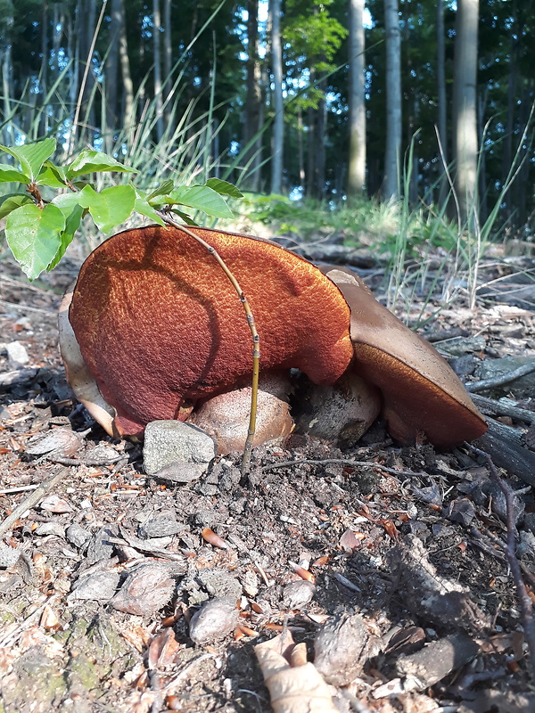 hríb zrnitohlúbikový Sutorius luridiformis (Rostk.) G. Wu & Zhu L. Yang