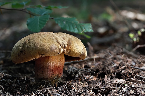 hríb zrnitohlúbikový Sutorius luridiformis (Rostk.) G. Wu & Zhu L. Yang