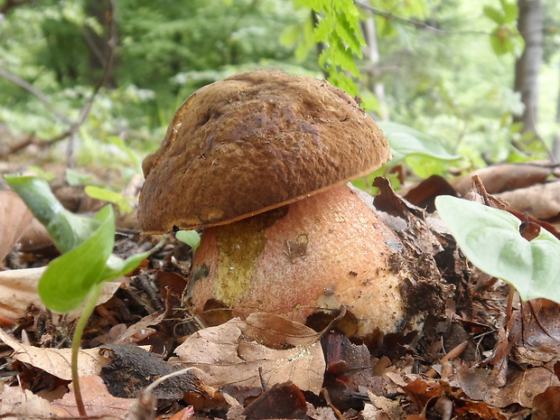 hríb zrnitohlúbikový Sutorius luridiformis (Rostk.) G. Wu & Zhu L. Yang