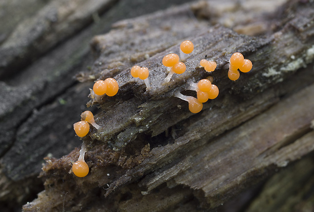 vlasnačka Trichia sp.