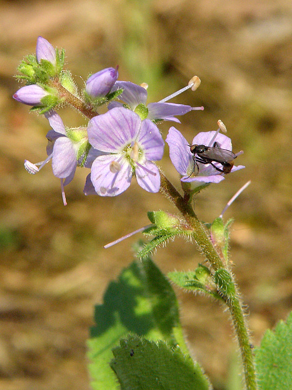 veronika lekárska Veronica officinalis L.