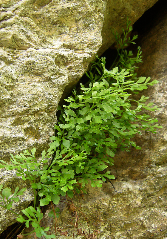 slezinník rutovitý Asplenium ruta-muraria L.