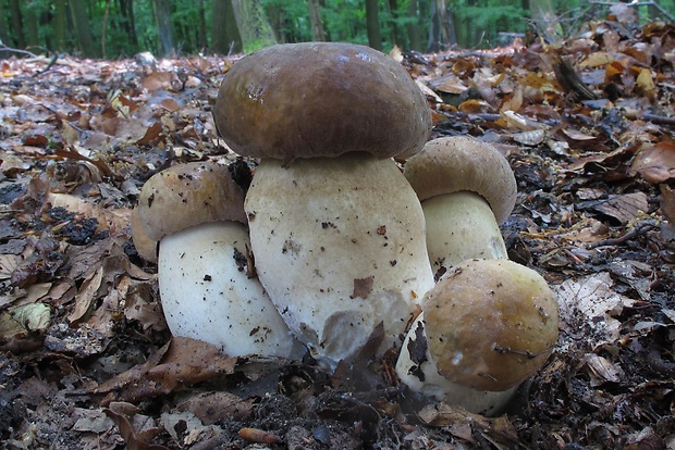 hríb dubový Boletus reticulatus Schaeff.