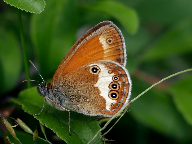 očkáň medničkový (sk) / okáč strdivkový (cz) Coenonympha arcania Linnaeus 1761