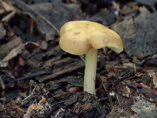 peniazovka Collybia sp.