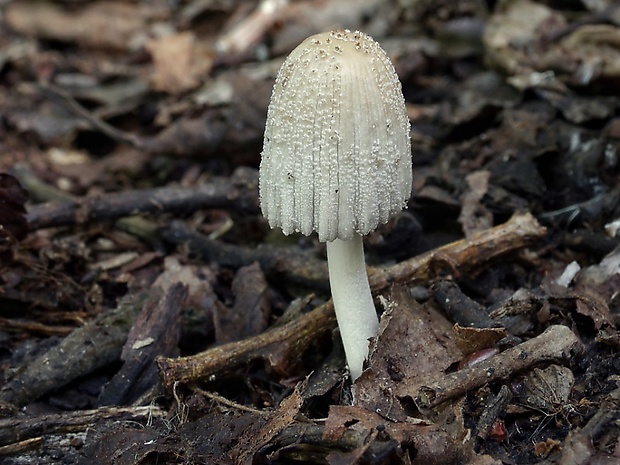 hnojník Coprinus sp.