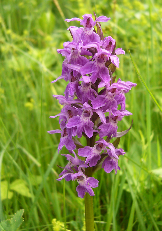 vstavačovec májový pravý Dactylorhiza majalis subsp. majalis (Reincherb.) Hunt & Summerh.