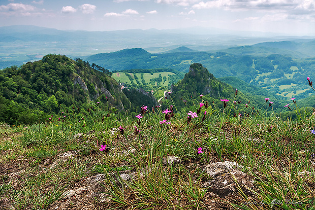 klinček Dianthus sp.