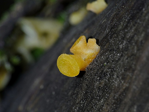 trasľavka pohárikovitá Guepiniopsis buccina (Pers.) L.L. Kenn.