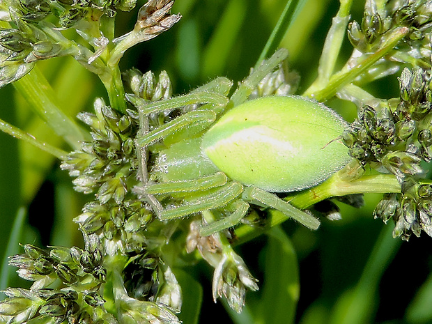 maloočka zelenkastá / maloočka smaragdová ♀ Micrommata virescens Clerck, 1757