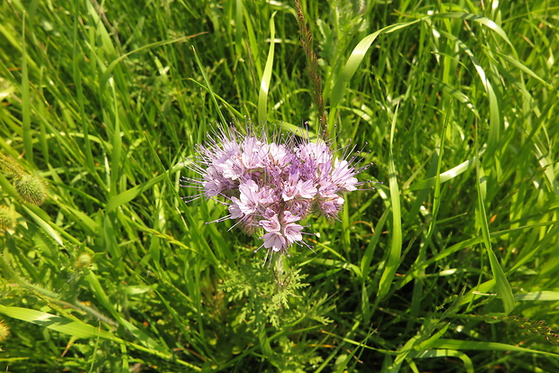 facélia vratičolistá Phacelia tanacetifolia Benth.