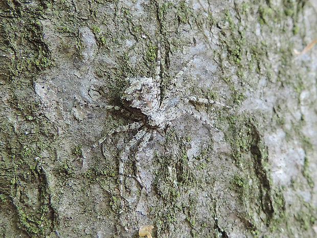 listovník / listovník plochý Philodromus margaritatus Clerck, 1757