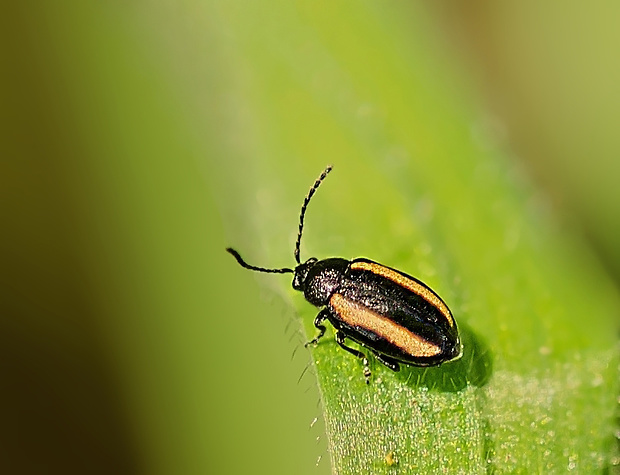 skočka Phyllotreta vittula