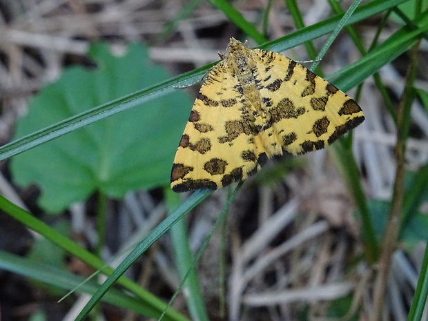 listnatka hluchavková Pseudopanthera macularia