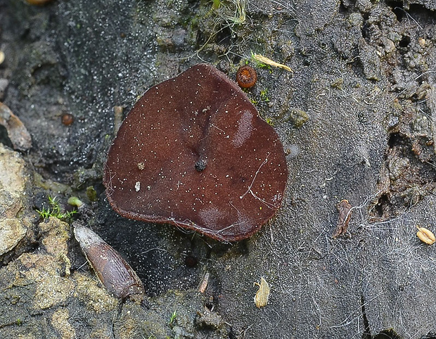 čiaška purpurová Purpureodiscus subisabellinus (Le Gal) Van Vooren