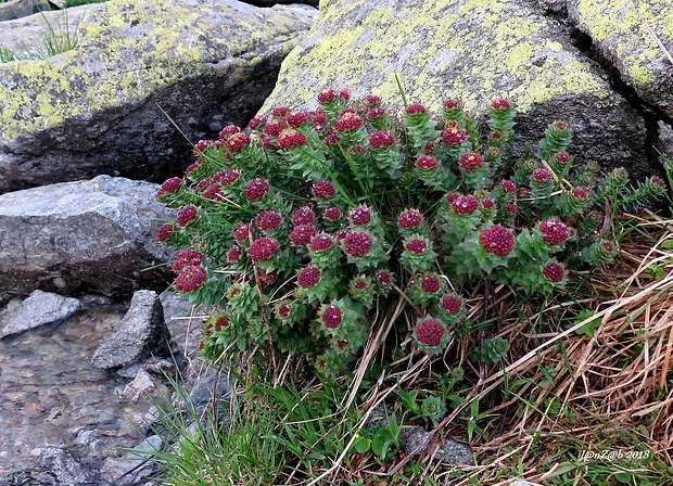 rozchodnica ružová Rhodiola rosea L.