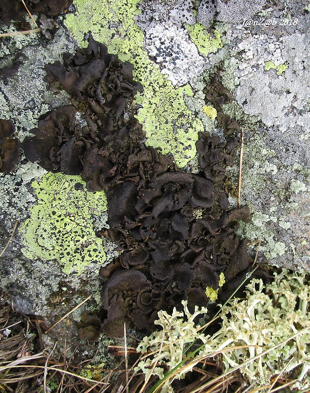 pupkovka hnedá Umbilicaria deusta (L.) Baumg.