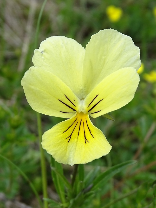 fialka žltá sudetská Viola lutea subsp. sudetica (Willd.) Nyman