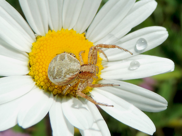 behárik dvojpruhový / běžník dvoupruhý Xysticus bifasciatus C. L. Koch, 1837